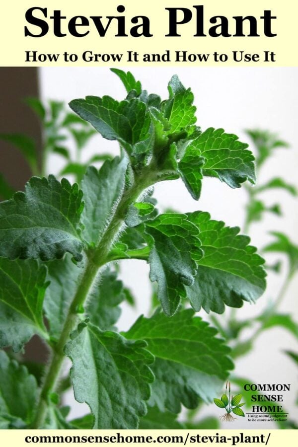 How to Grow Stevia or Sweetleaf Plant