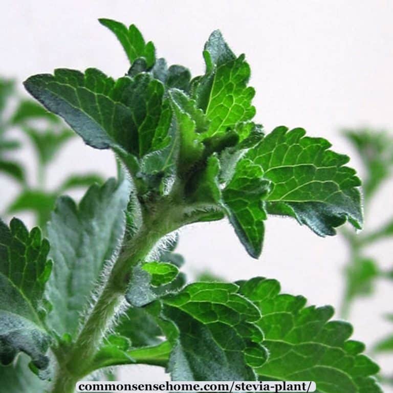 Stevia Plant – How to Grow It & Use It