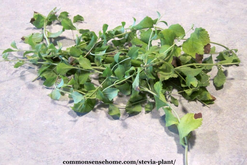 stevia plant stems