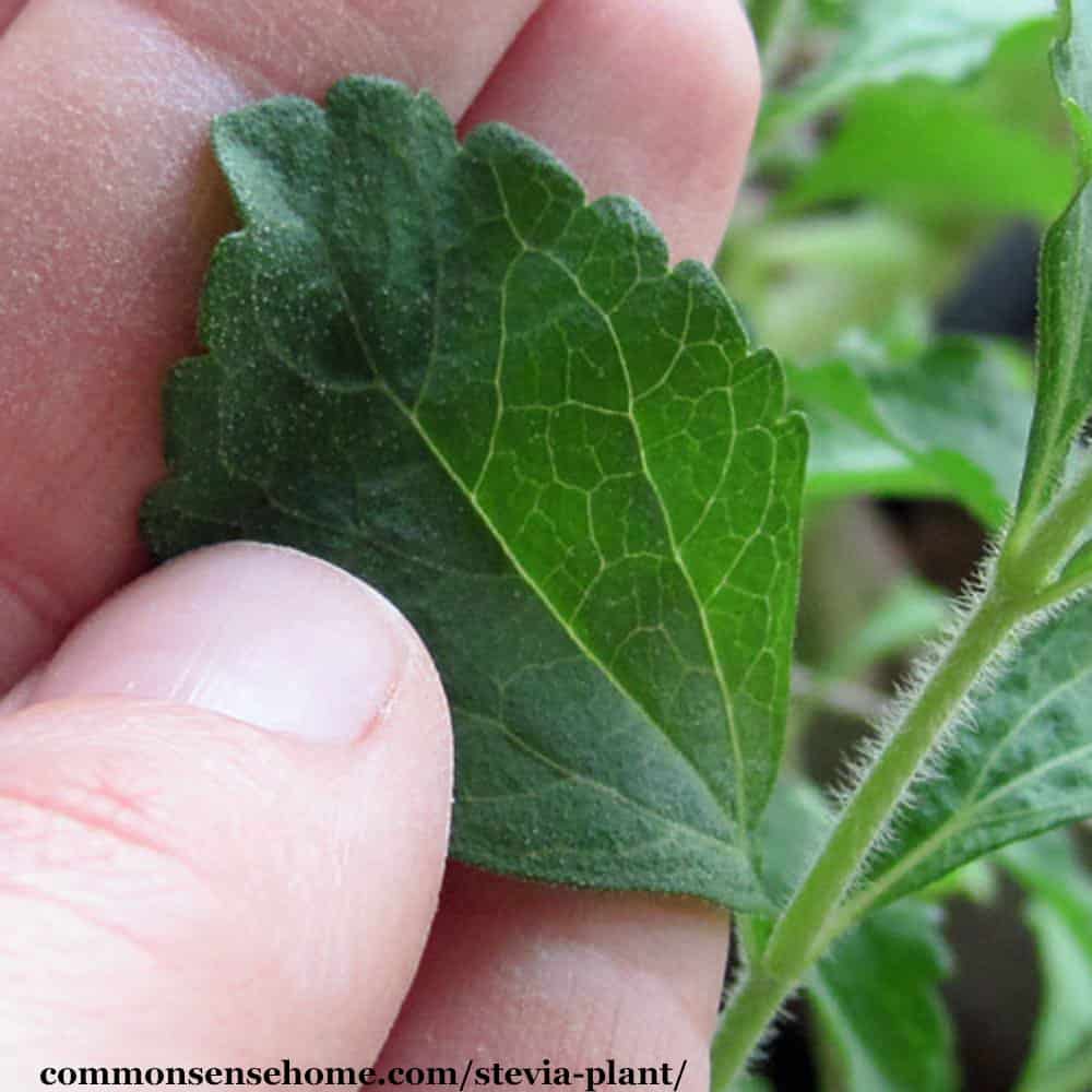 stevia leaf