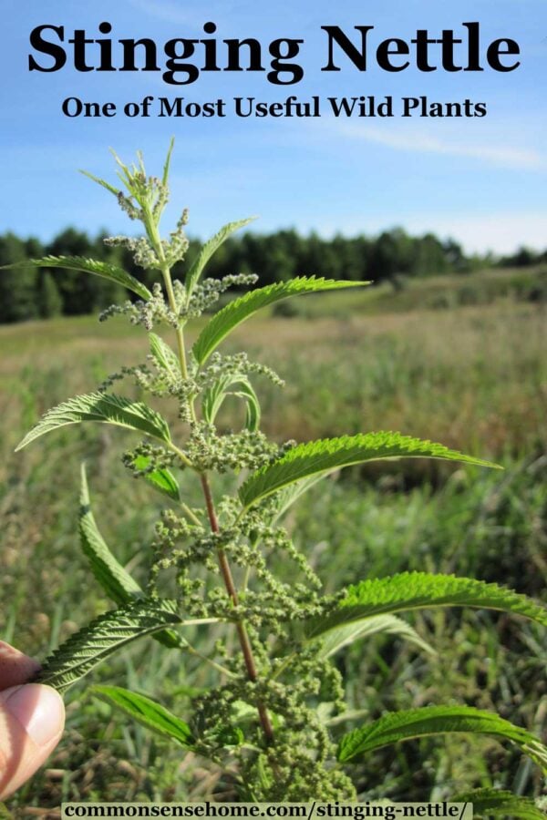 Stinging Nettle: Wild Plant as Food and Natural Remedy