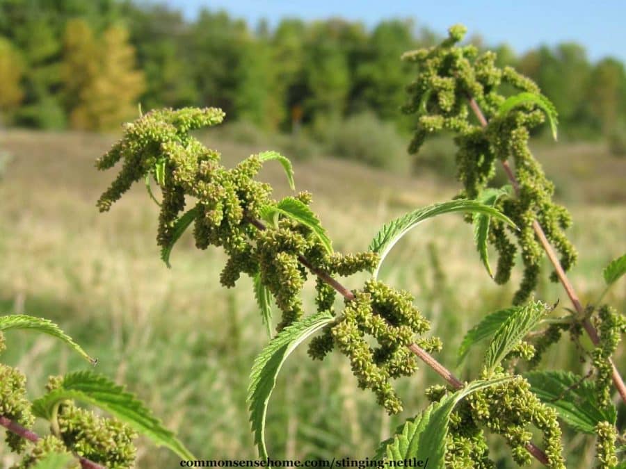 stinging nettle flowers