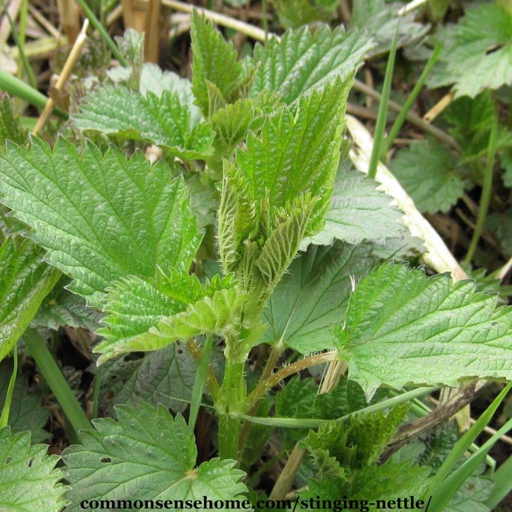 Image of Pile of nettle leaves that have been chopped up