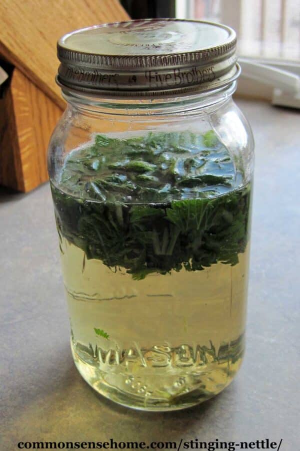 jar of nettle tea infusing