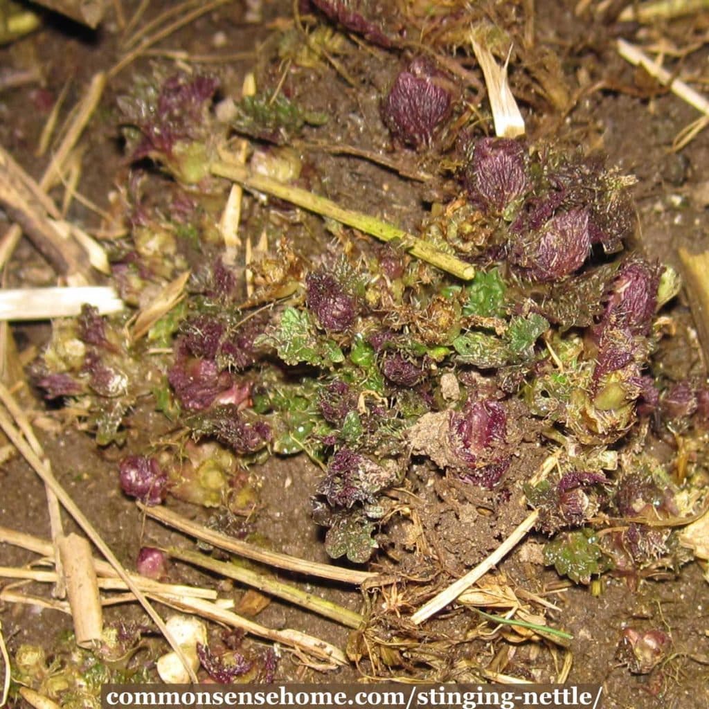 young stinging nettle plants