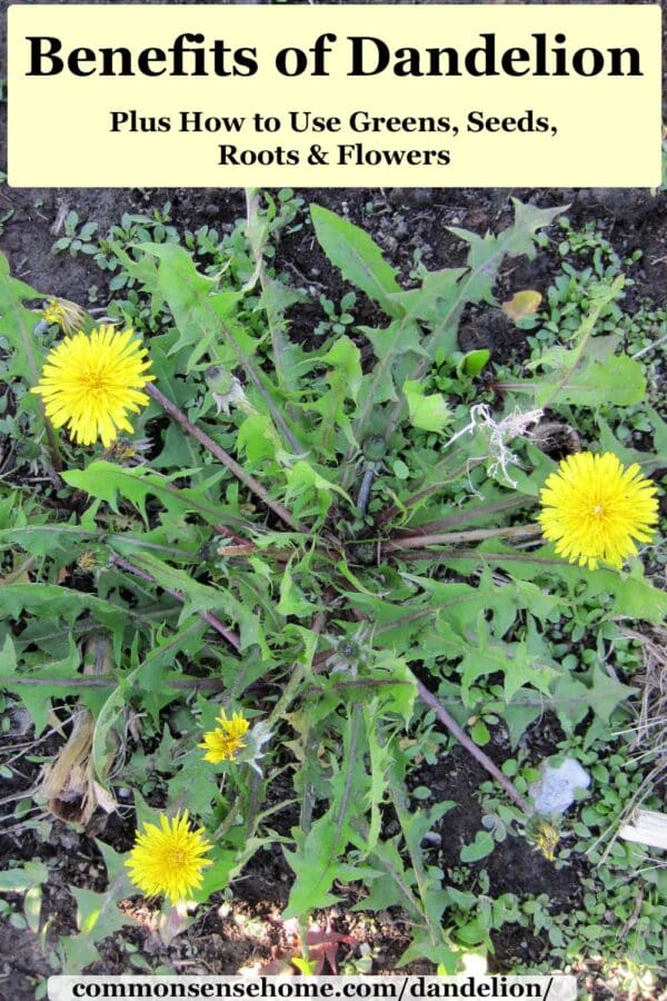 benefits of dandelion with dandelion plant