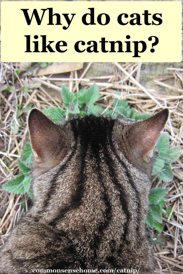 Catnip Uses for People and Cats Weekly Weeder 19