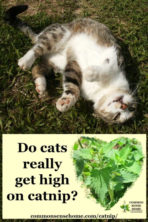 cat high on catnip