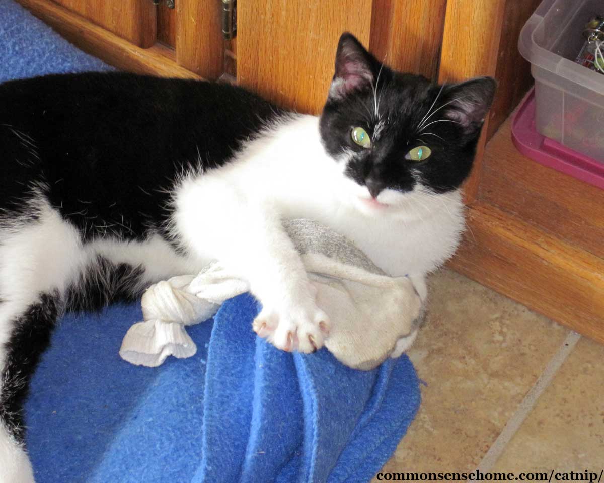 black and white cat with catnip toy