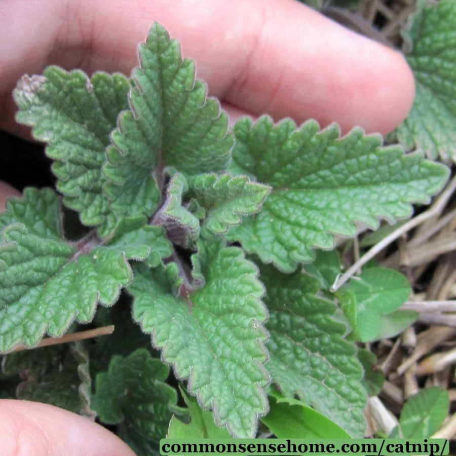 close up of catnip plant