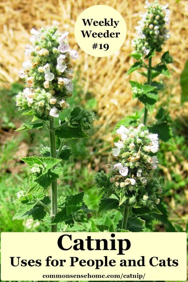Catnip Uses for People and Cats Weekly Weeder 19