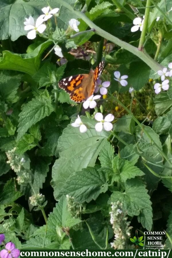 butterfly on blossoms