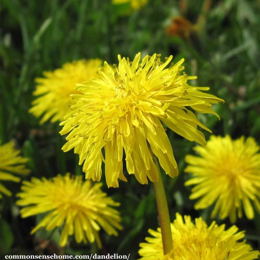 dandelion flowers