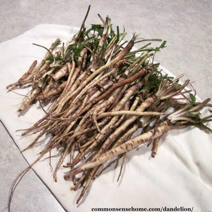 dandelion roots