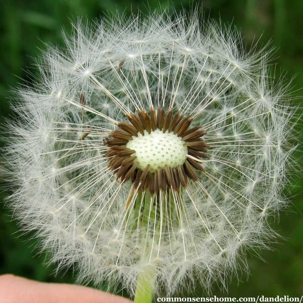 dandelion seed head