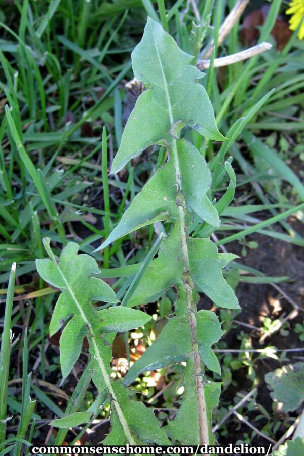 dandelion leaves