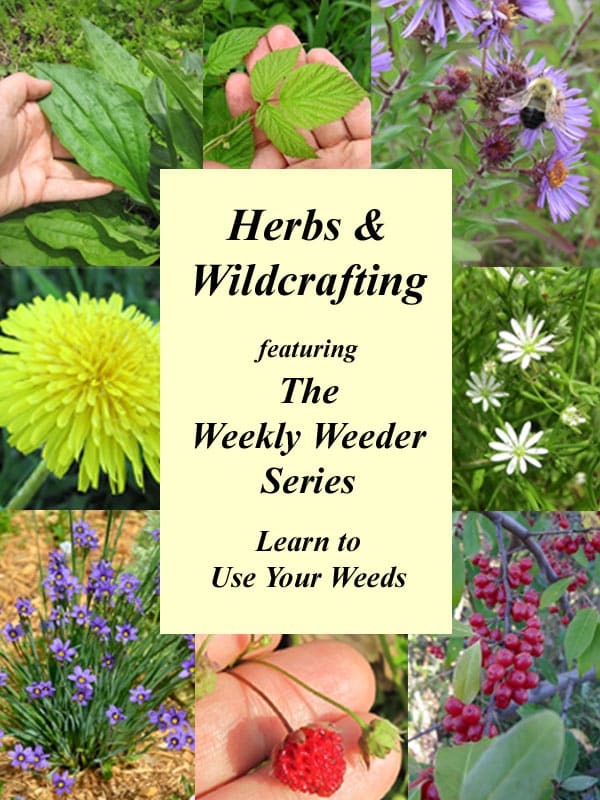 Herbs and Wildcrafting Featuring the Weekly Weeder Series