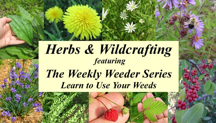 Herbs and Wildcrafting Featuring the Weekly Weeder Series