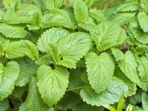 Lemon balm for PMS