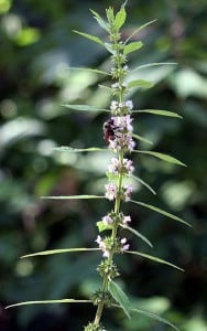 Motherwort for PMS