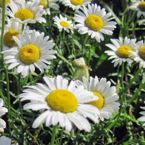 oxeye daisy flowers