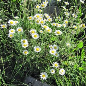 oxeye daisy