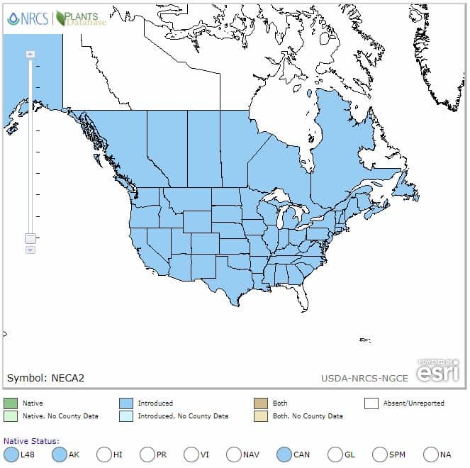 Nepeta cataria range map