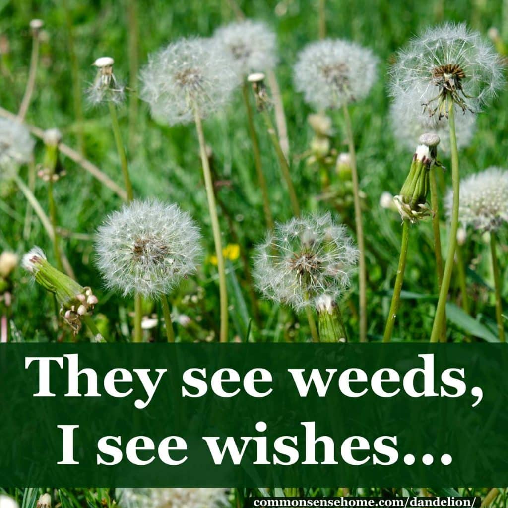 they see weeds, I see wishes - puffballs