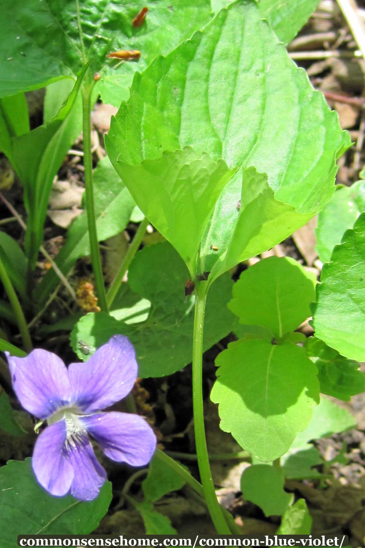 blue violet leaf and flower