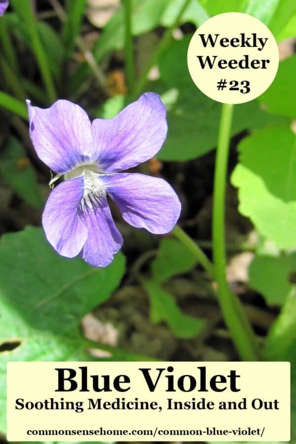 Common Blue Violet Soothing Medicine Inside And Out