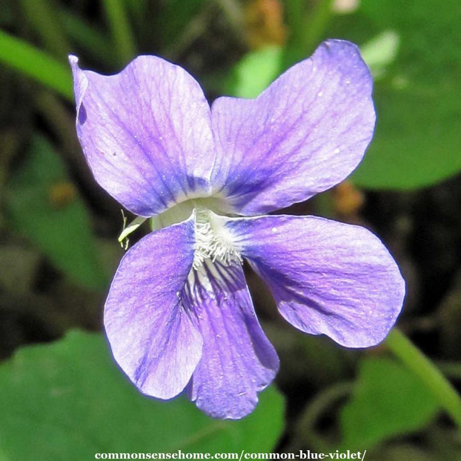 close up of common blue violet blossom