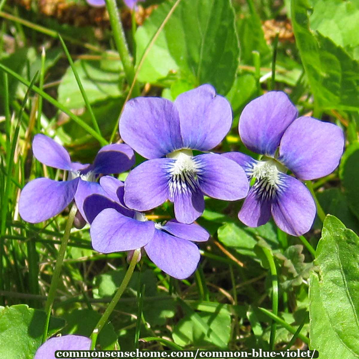 common blue violet flowers