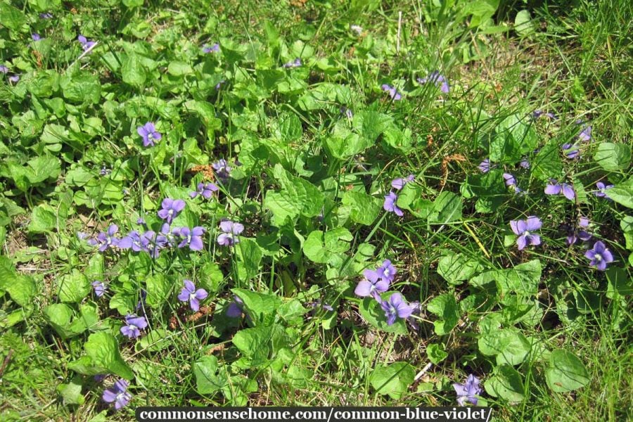 wild violets in a lawn