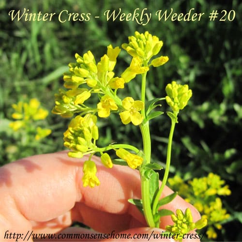 Winter cress (yellow rocket) range and identification, wildlife use, use and food and medicine.