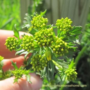 winter cress buds