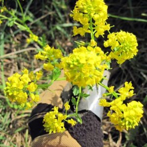 Winter Cress flower