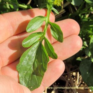 winter cress leaf