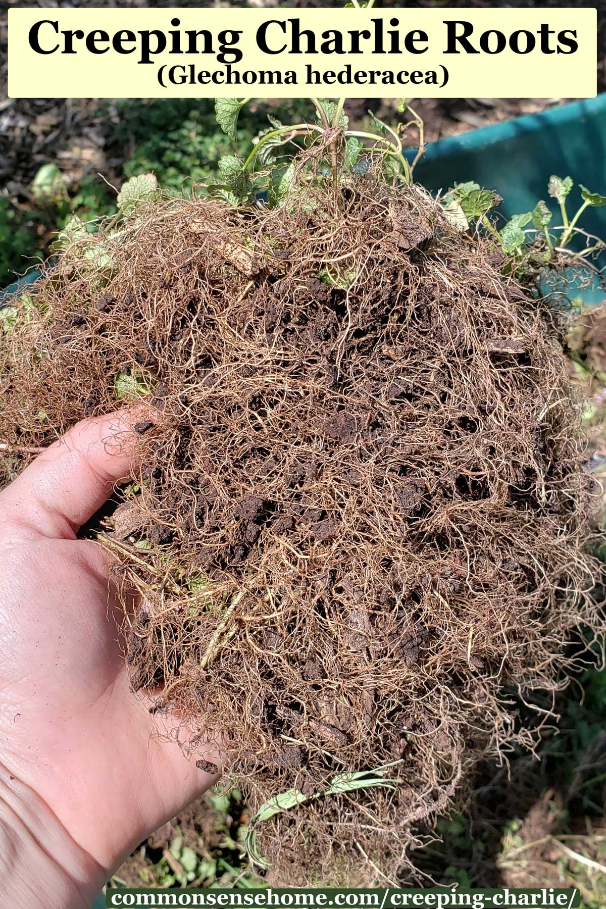 Glechoma hederacea roots