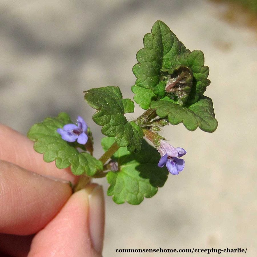 creeping charlie flowers