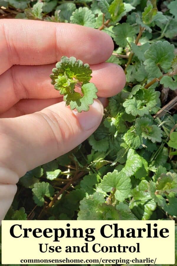 creeping charlie leaves