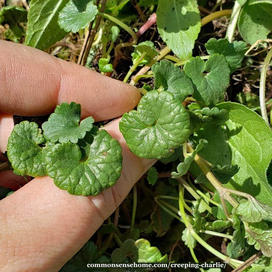 creeping charlie leaves