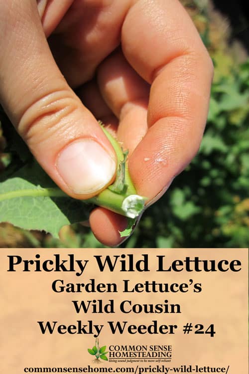 prickly wild lettuce 1