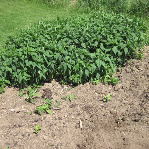 Our Potato Growbag Giveaway  High Mowing Organic Non-GMO Seeds