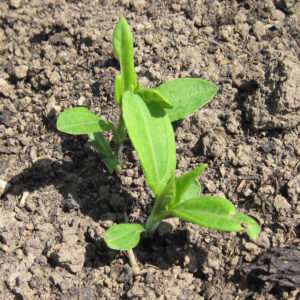 Sunchoke seedlings