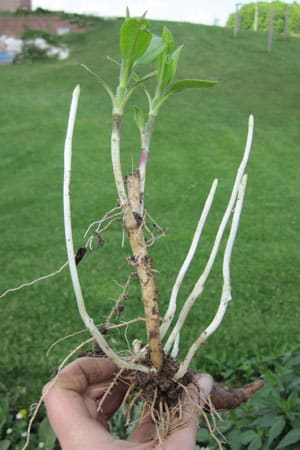 Sunchoke root