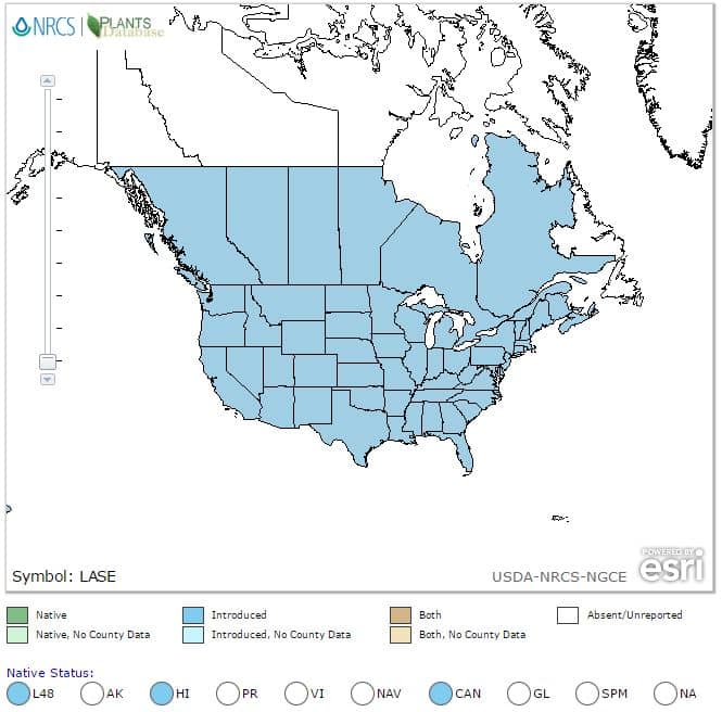 North American Range map of Lactuca Serriola. Prickly Wild Lettuce, from the USDA database.