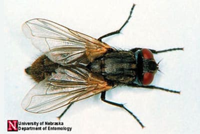 Natural Remedies for Pests Housefly1