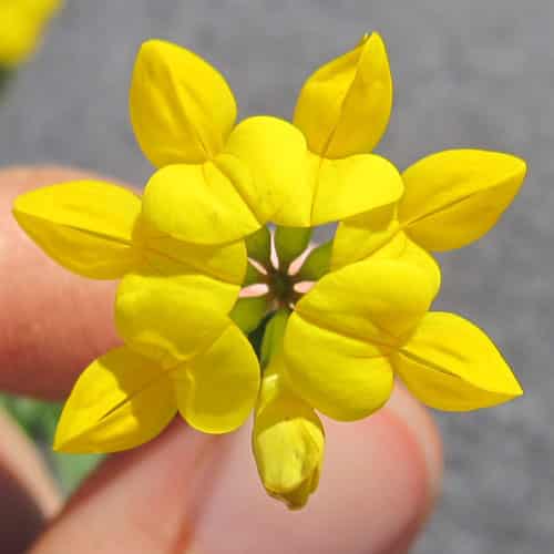 Birds-foot trefoil blossom @ Common Sense Home