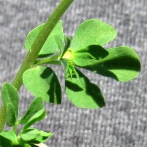 birds-foot trefoil leaf