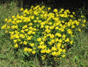 birdsfoot trefoil